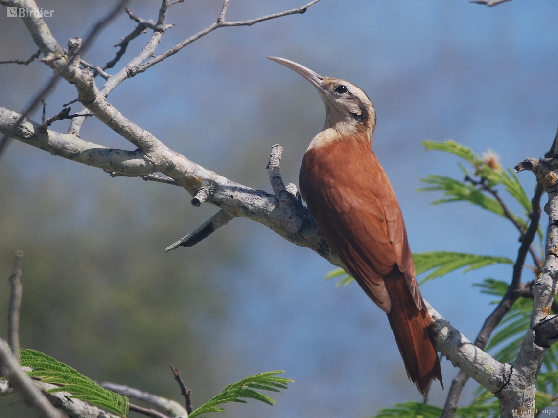 Lepidocolaptes angustirostris