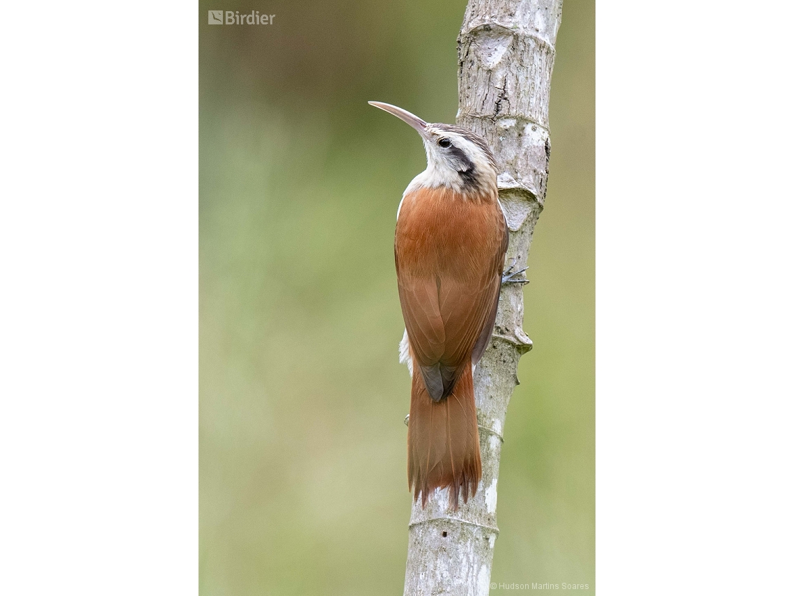 Lepidocolaptes angustirostris