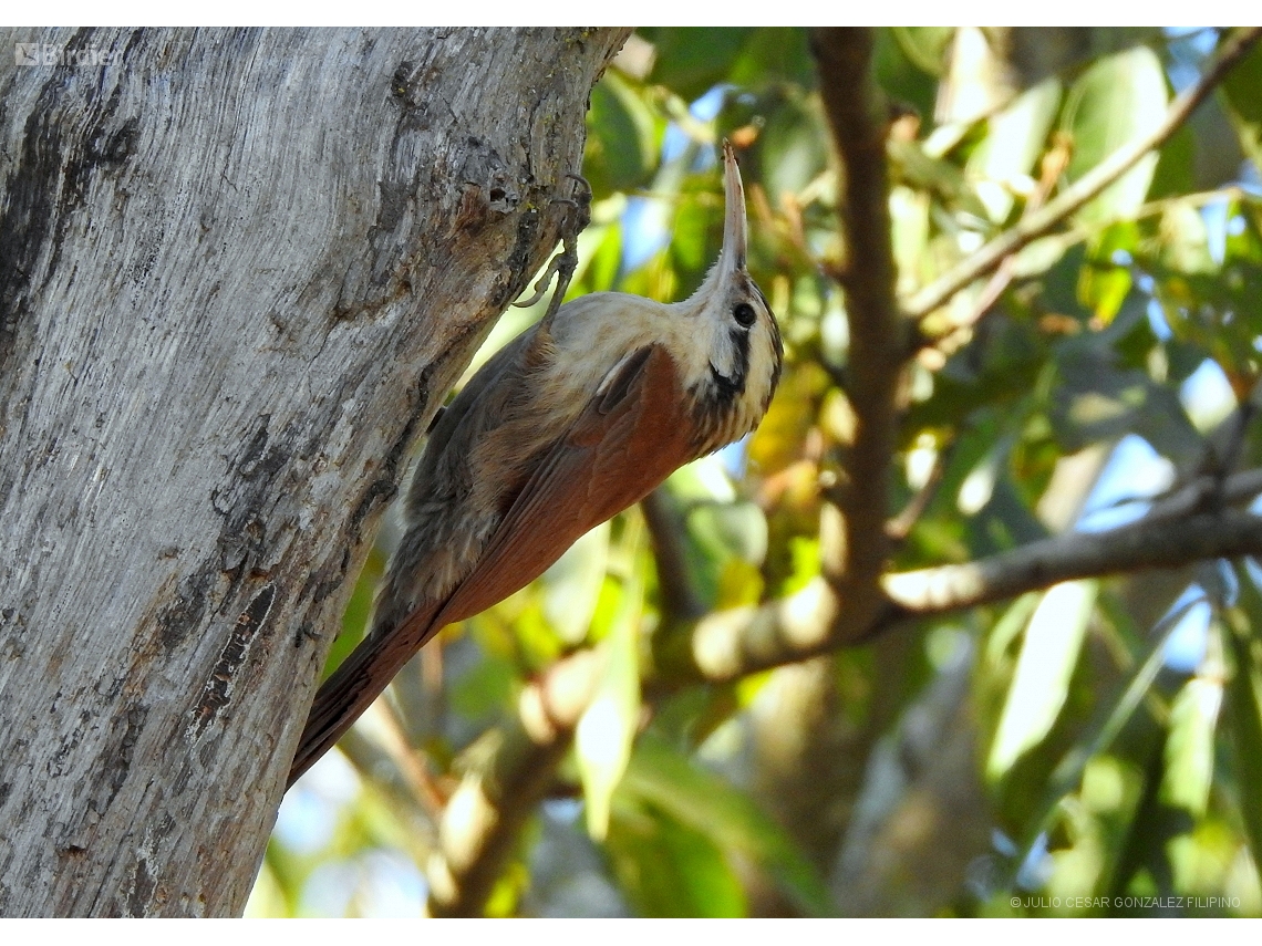 Lepidocolaptes angustirostris