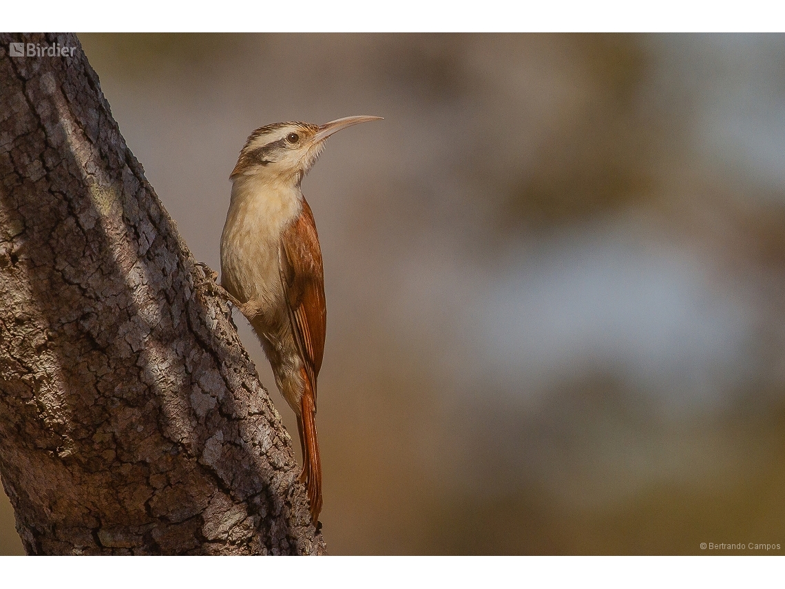 Lepidocolaptes angustirostris