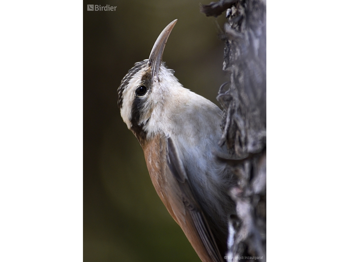 Lepidocolaptes angustirostris