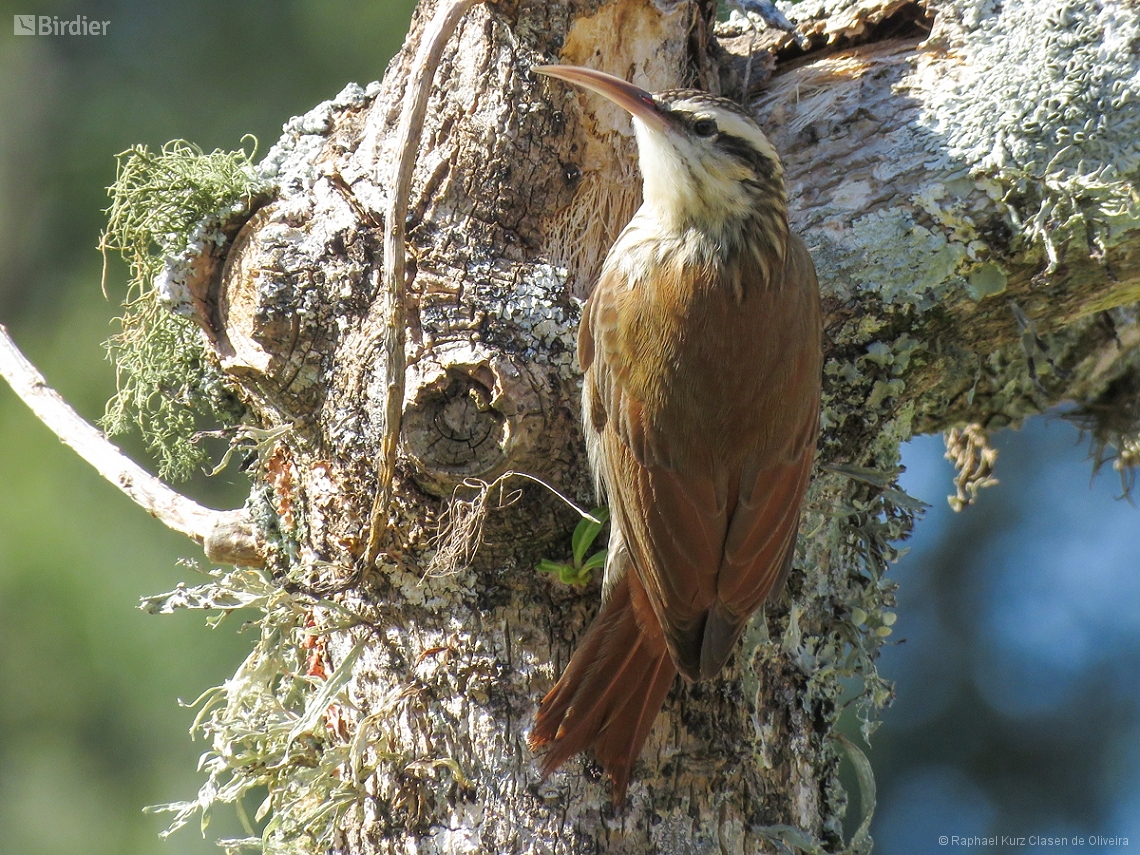 Lepidocolaptes angustirostris