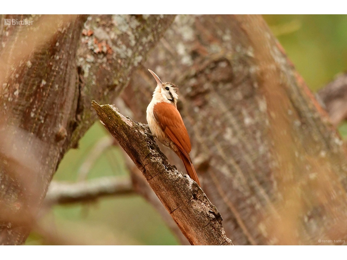 Lepidocolaptes angustirostris