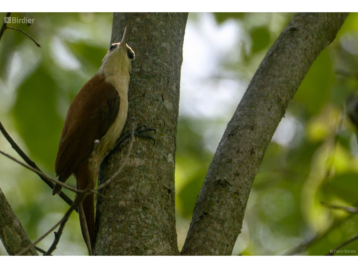 Lepidocolaptes angustirostris