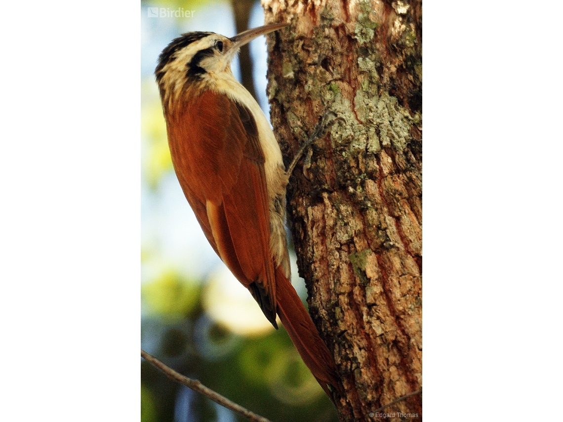 Lepidocolaptes angustirostris