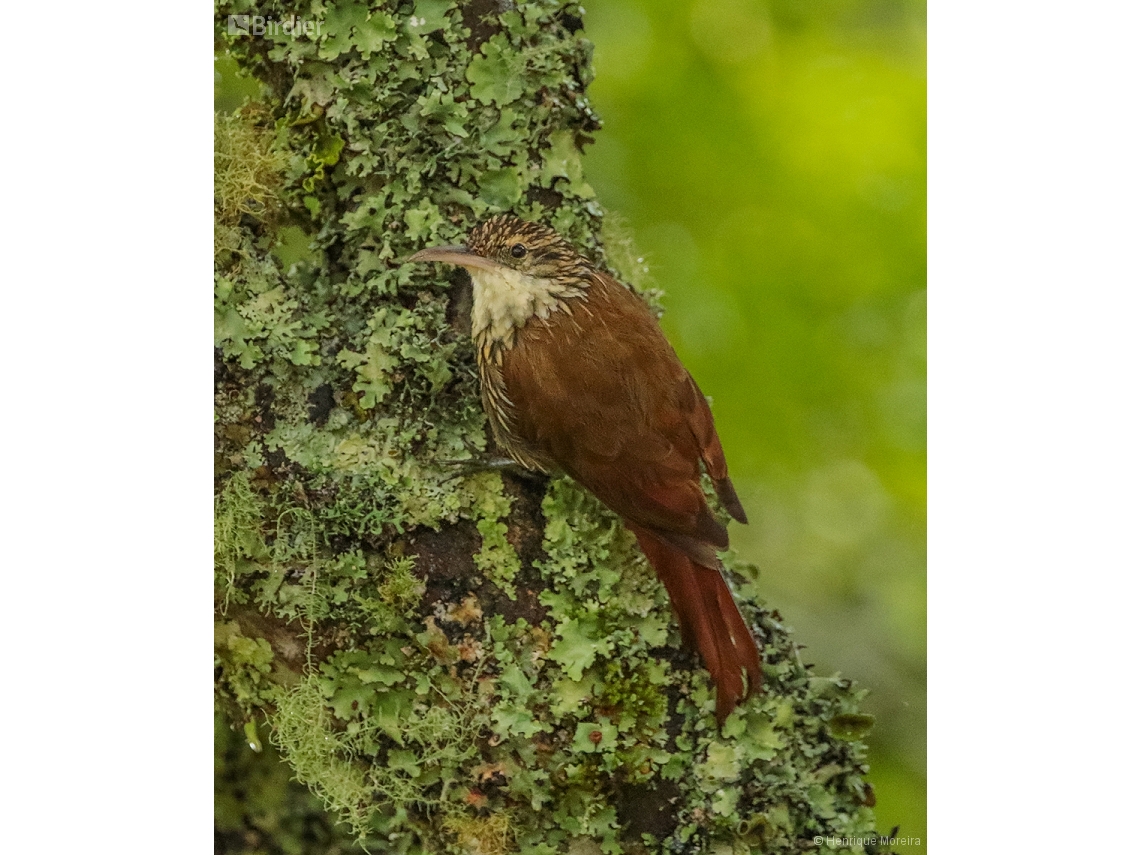 Lepidocolaptes falcinellus