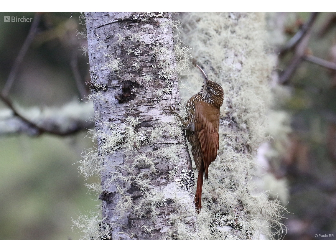 Lepidocolaptes lacrymiger