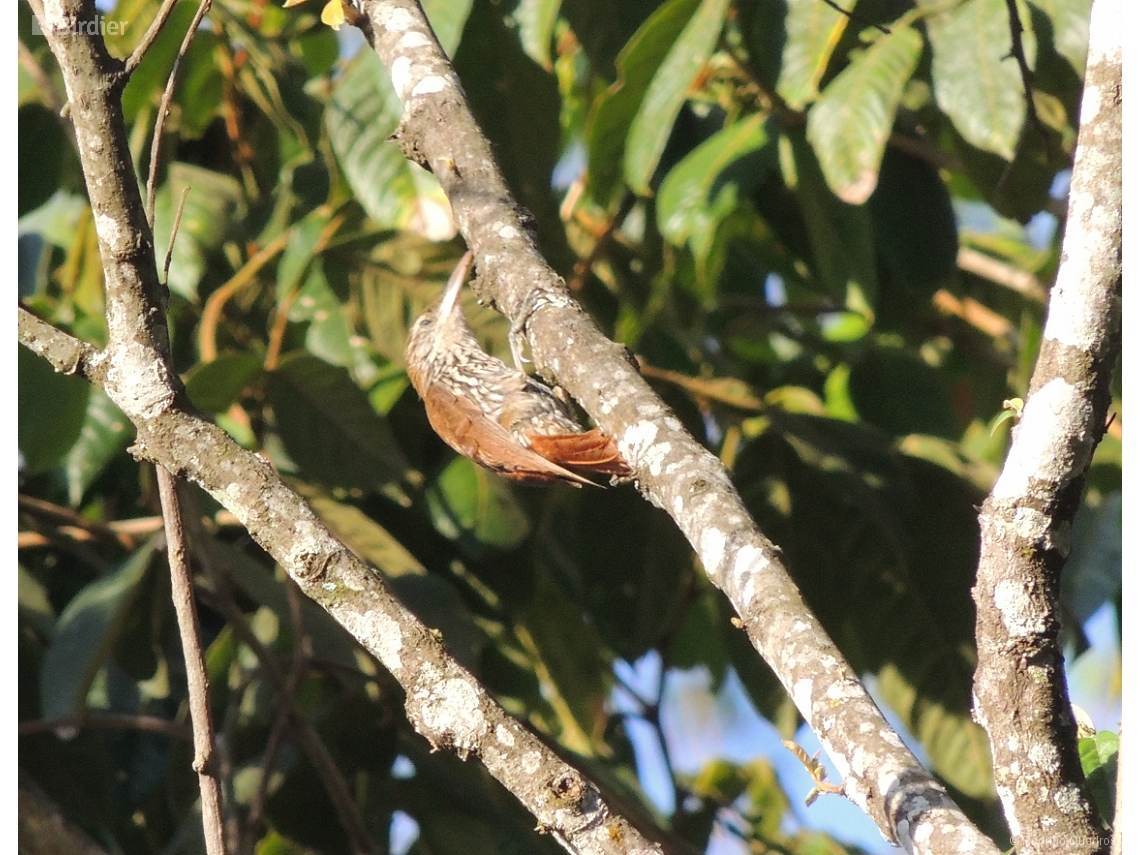 Lepidocolaptes squamatus