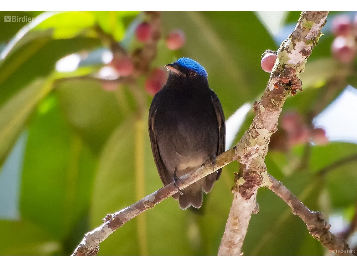 Lepidothrix coronata