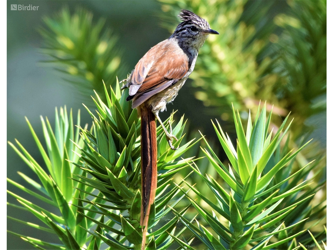 Leptasthenura setaria