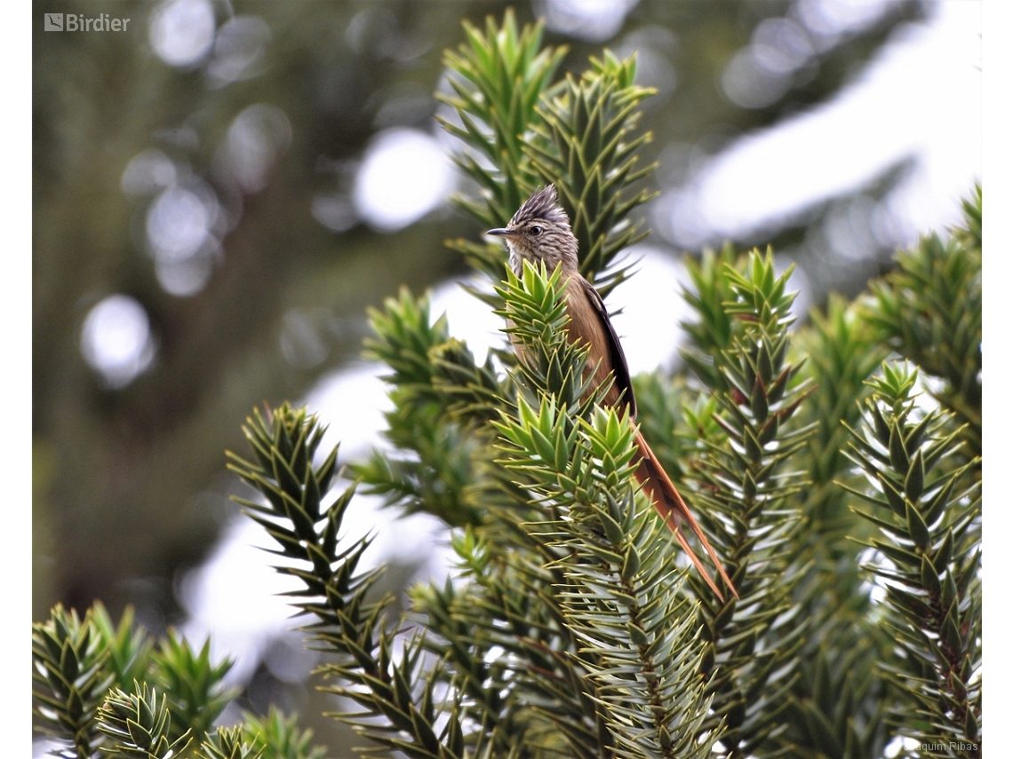 Leptasthenura setaria