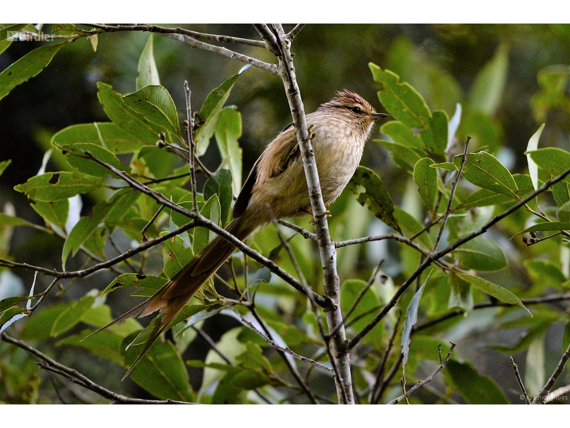 Leptasthenura striolata