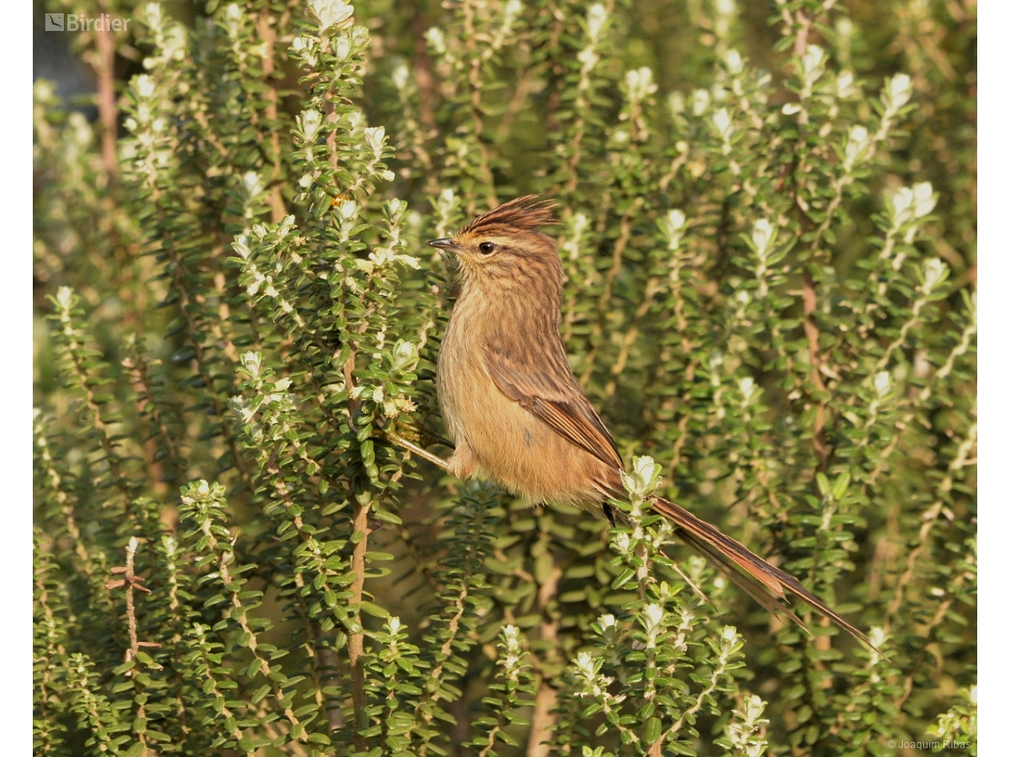 Leptasthenura striolata