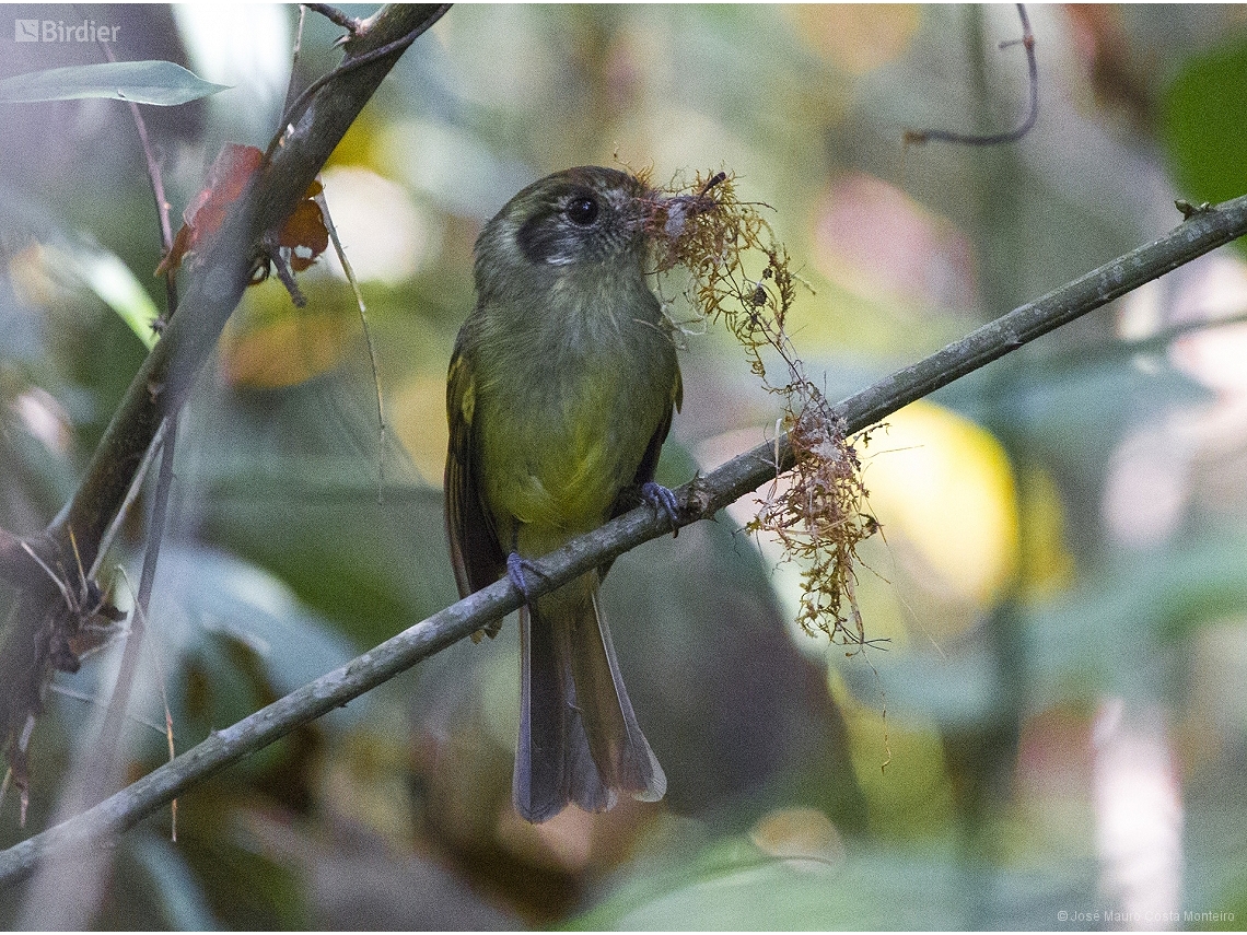 Leptopogon amaurocephalus