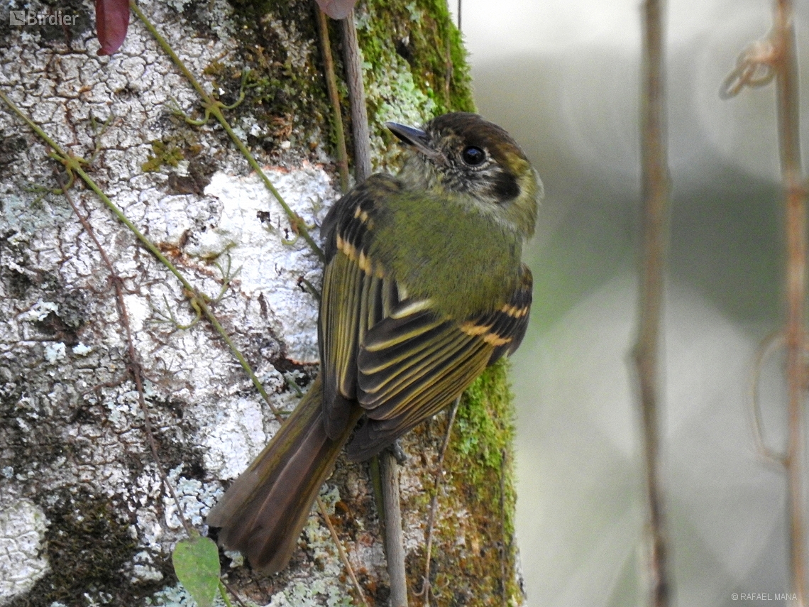 Leptopogon amaurocephalus