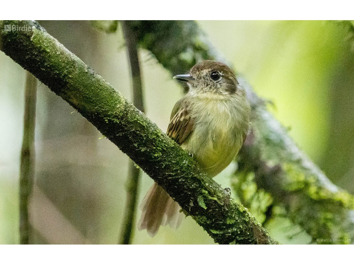 Leptopogon amaurocephalus