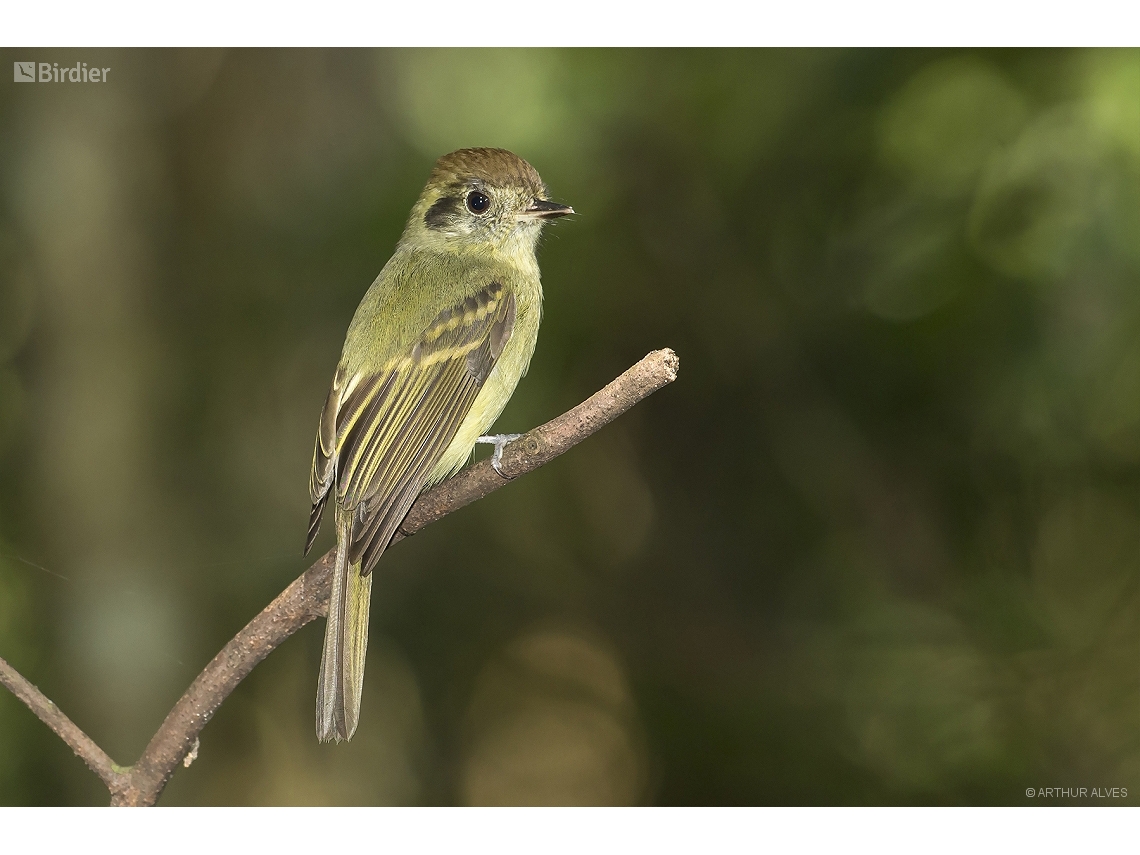 Leptopogon amaurocephalus