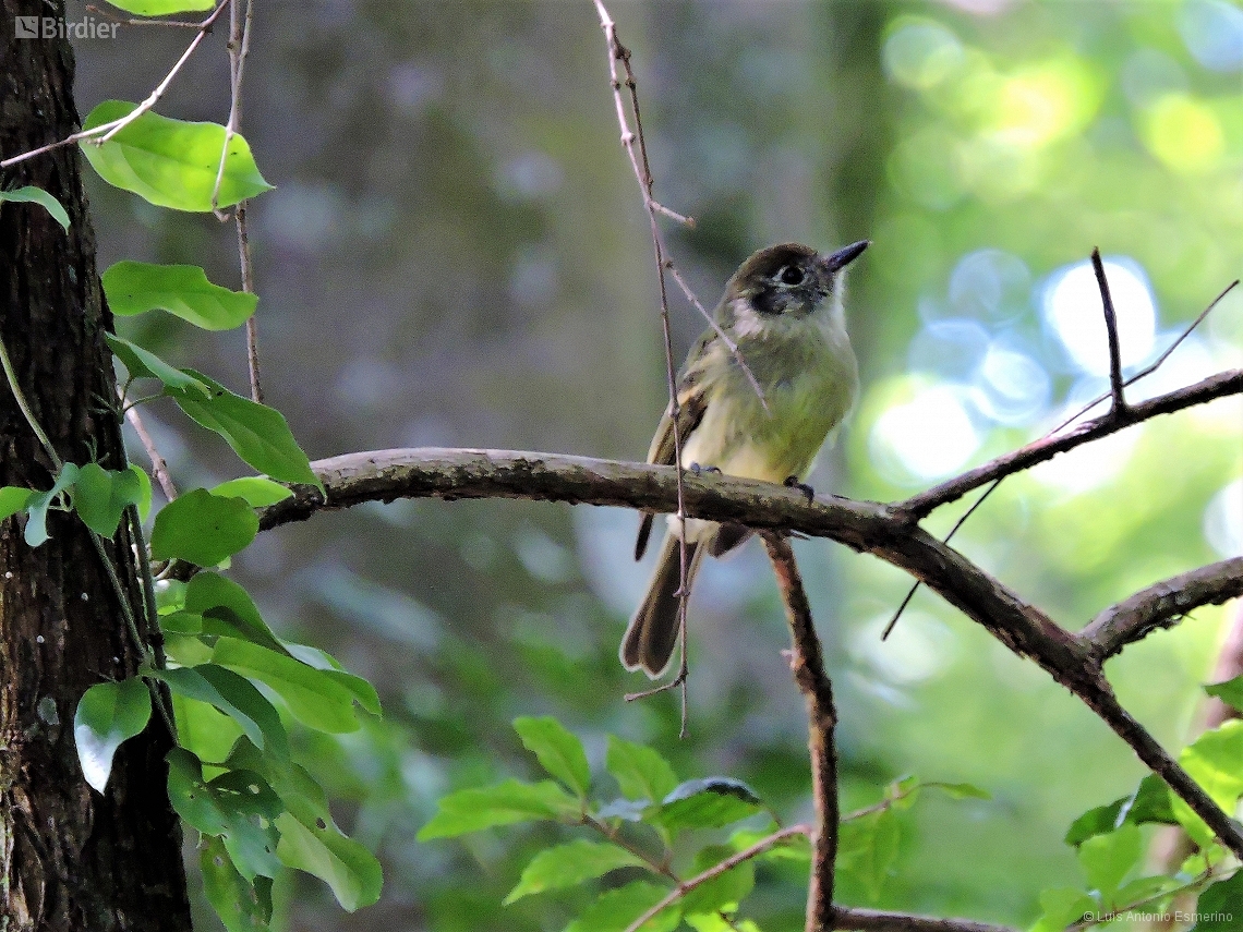 Leptopogon amaurocephalus