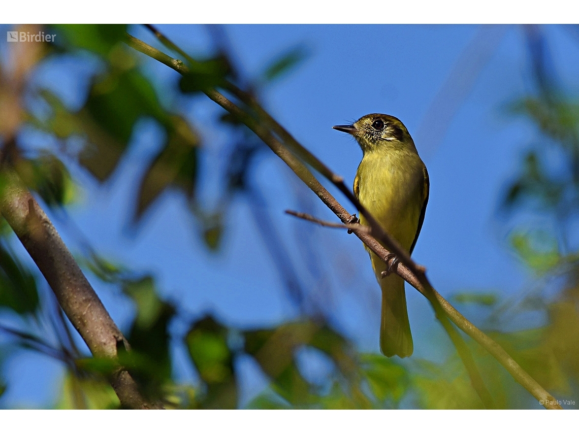 Leptopogon amaurocephalus
