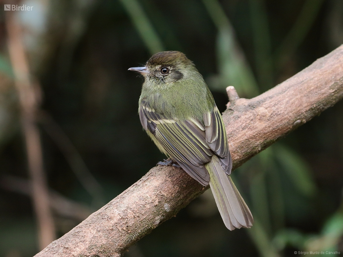 Leptopogon amaurocephalus