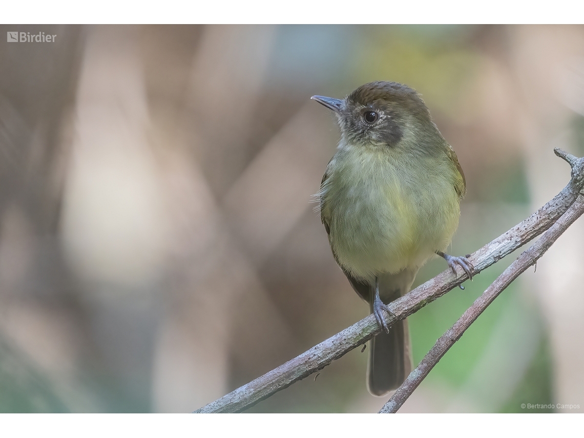 Leptopogon amaurocephalus