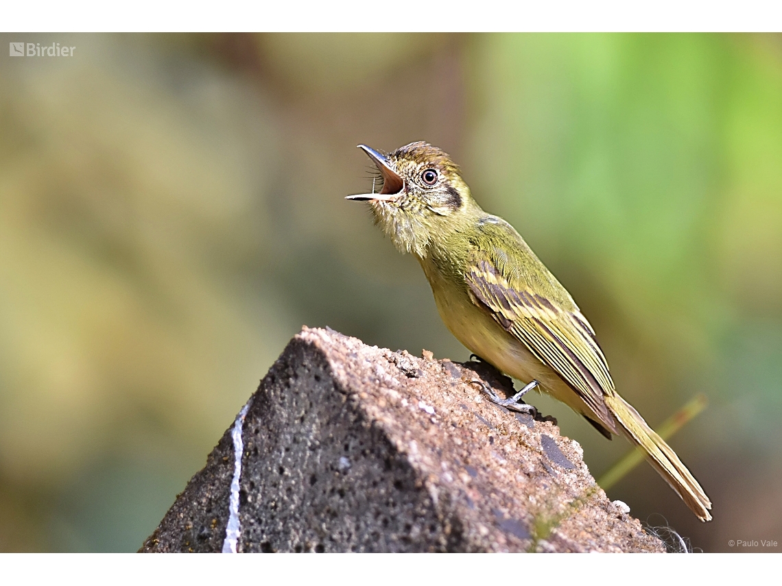 Leptopogon amaurocephalus