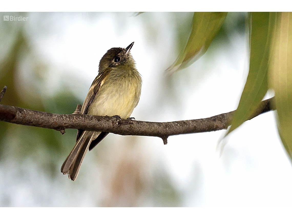 Leptopogon amaurocephalus