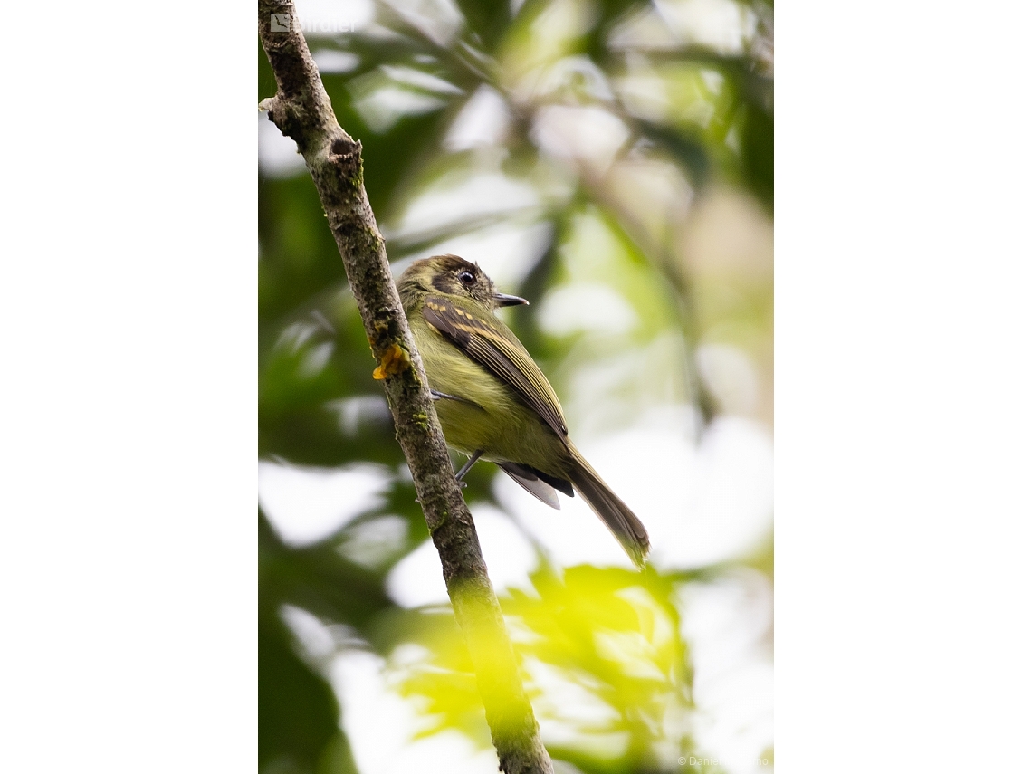 Leptopogon amaurocephalus