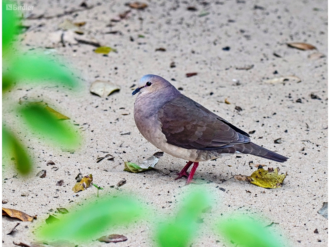 Leptotila rufaxilla