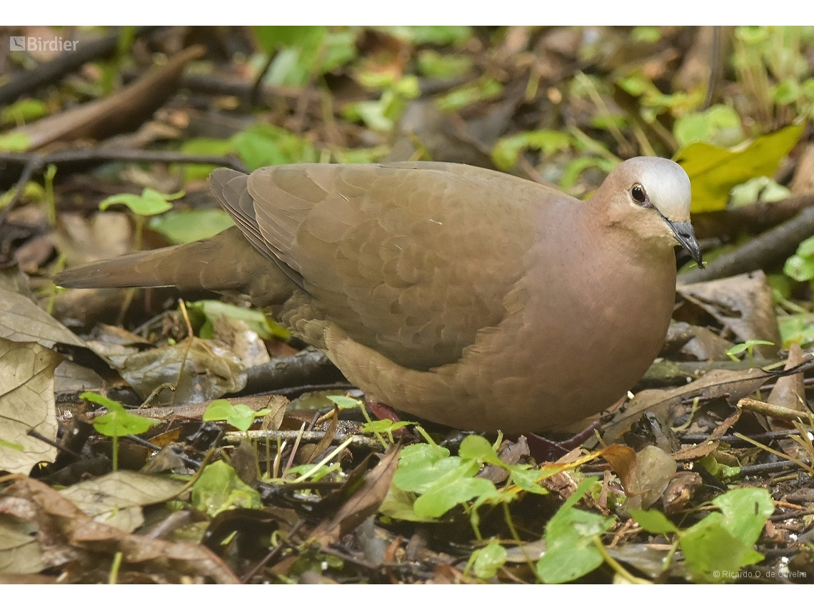 Leptotila rufaxilla