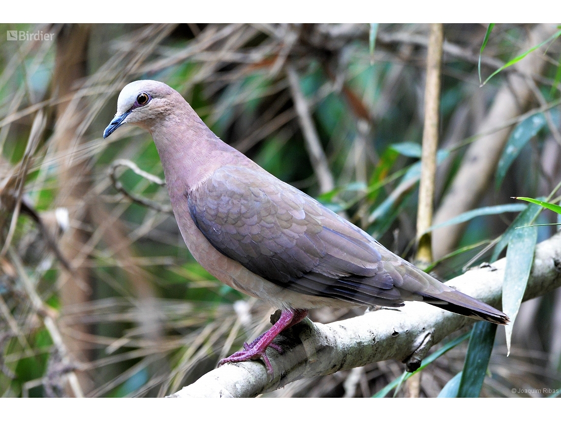 Leptotila rufaxilla