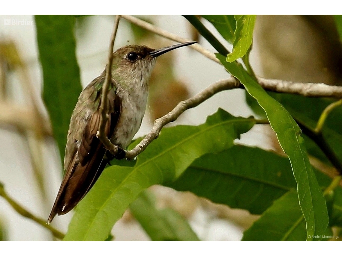 Talaphorus chlorocercus