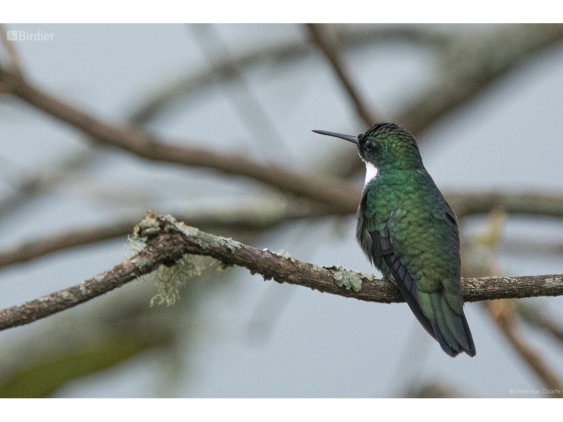 Leucochloris albicollis