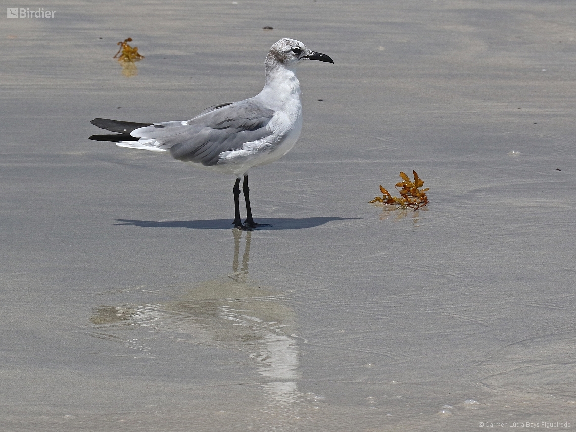 Leucophaeus atricilla