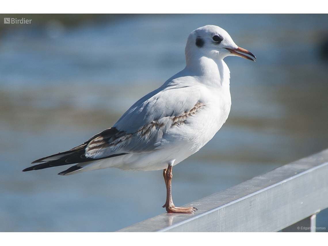Leucophaeus atricilla