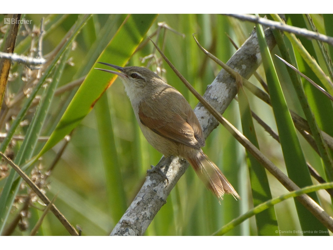 Limnoctites rectirostris