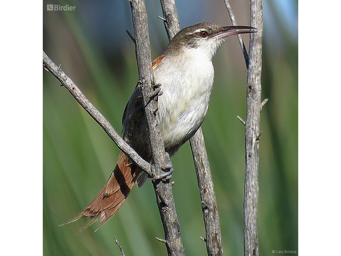 Limnoctites rectirostris