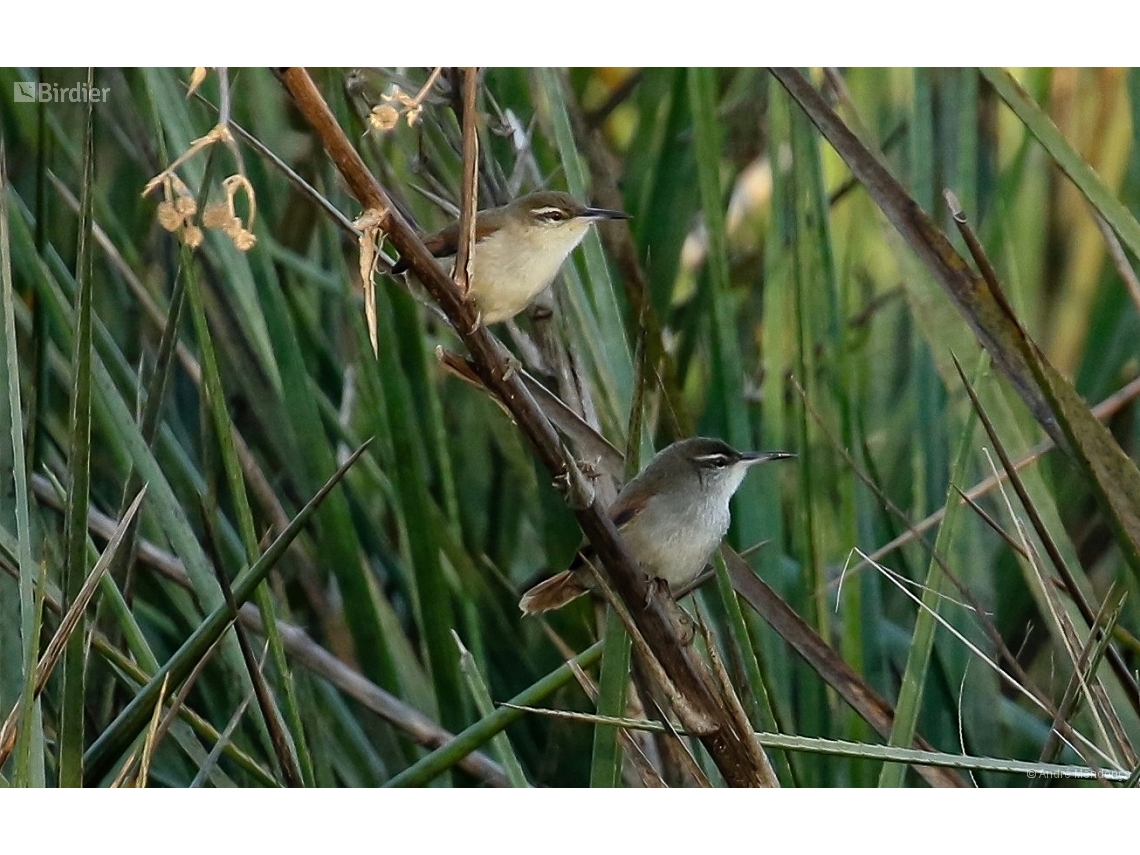 Limnoctites rectirostris