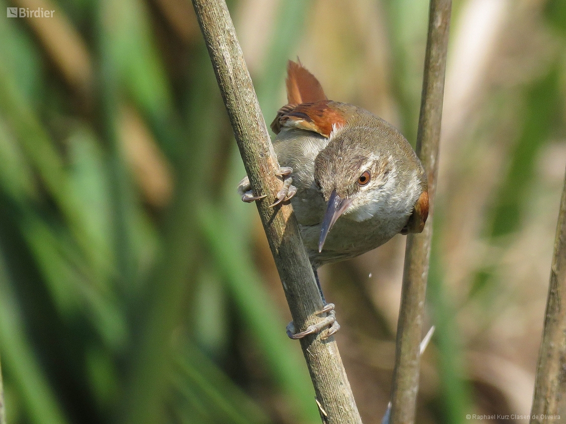 Limnoctites rectirostris