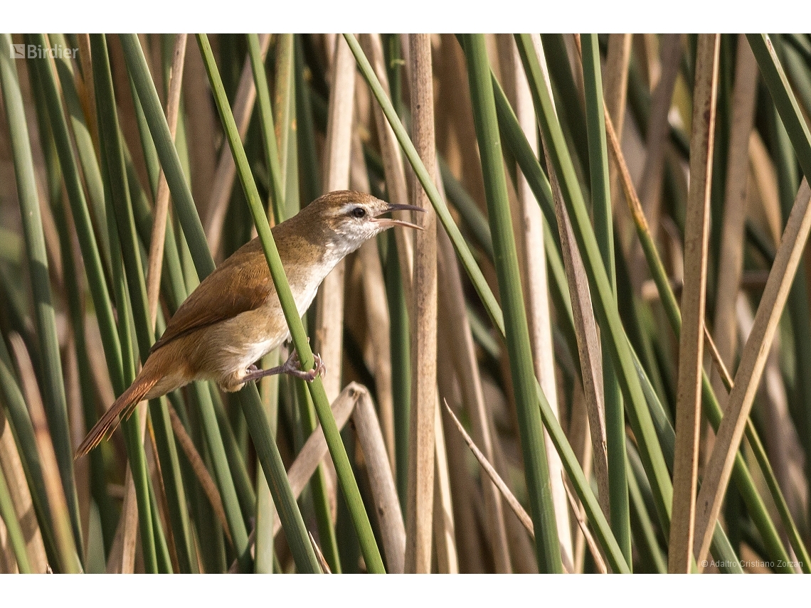 Limnornis curvirostris