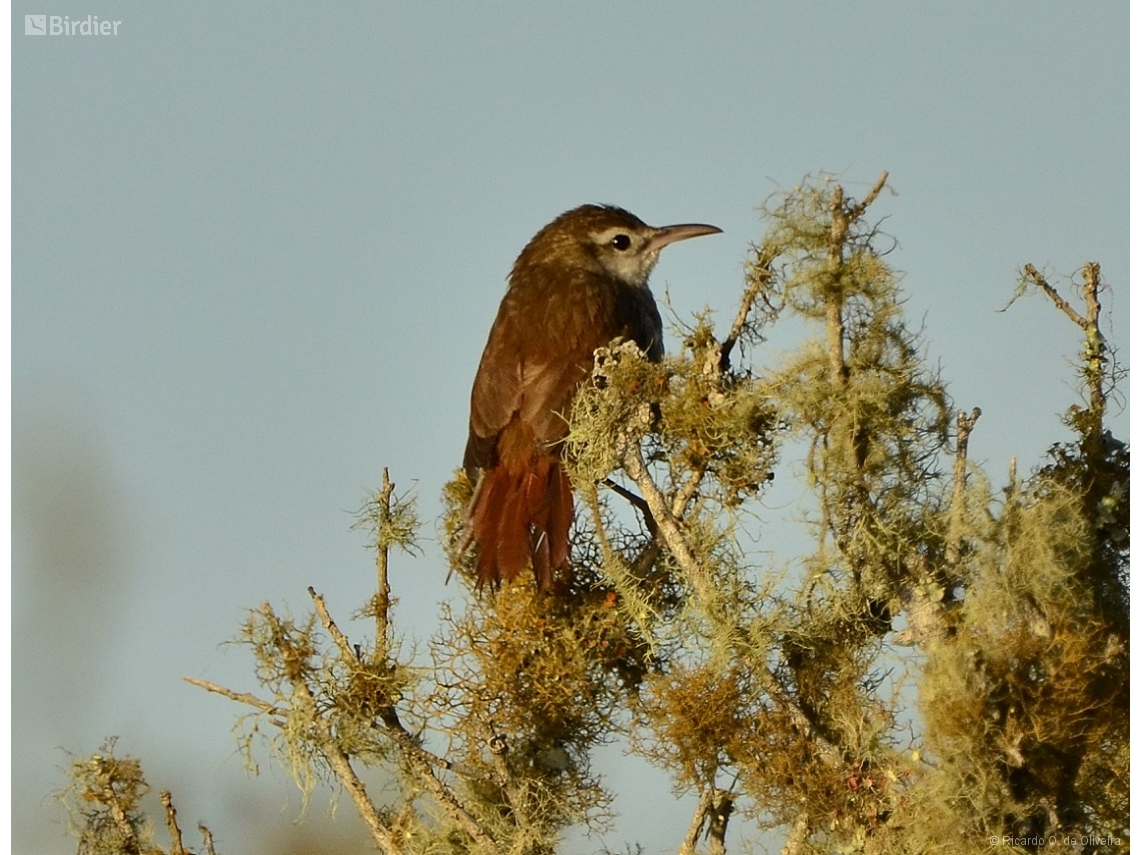 Limnornis curvirostris