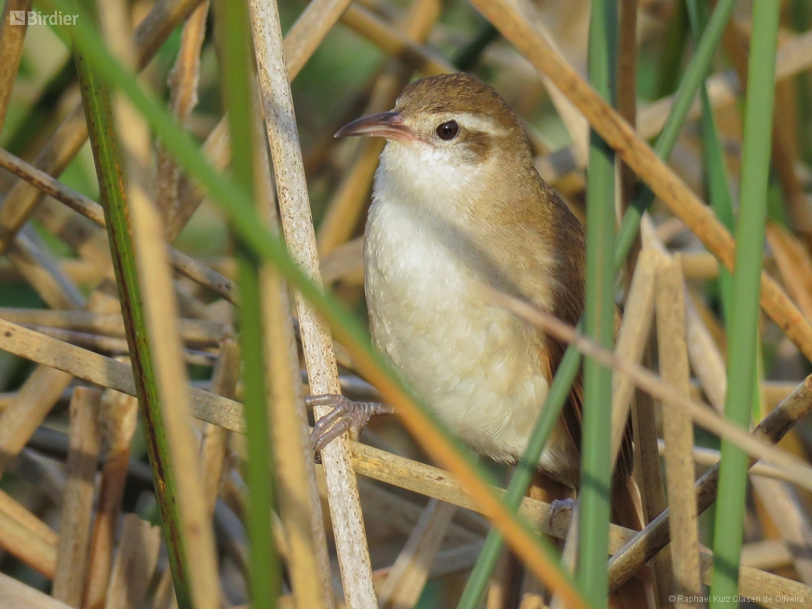 Limnornis curvirostris
