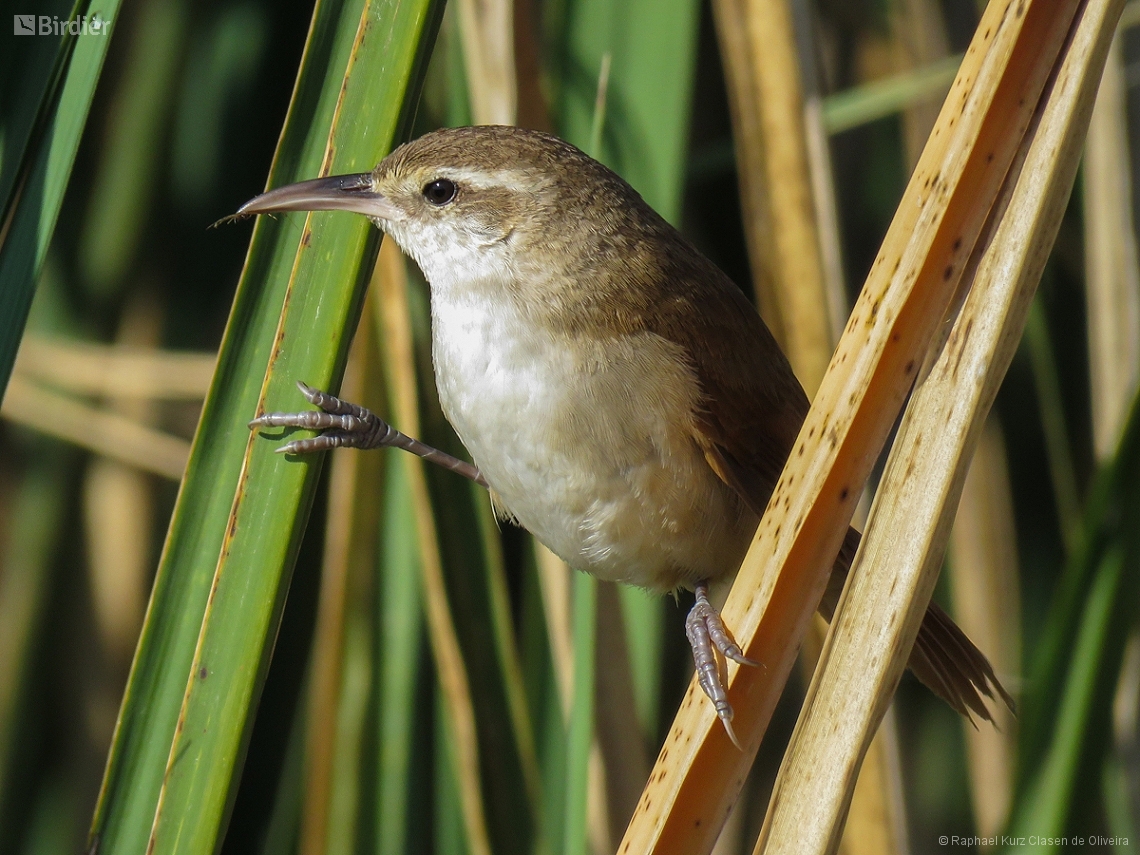 Limnornis curvirostris