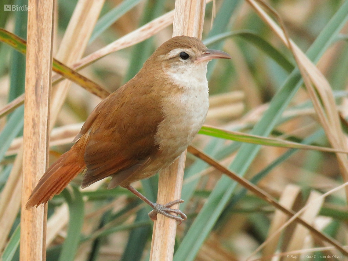 Limnornis curvirostris