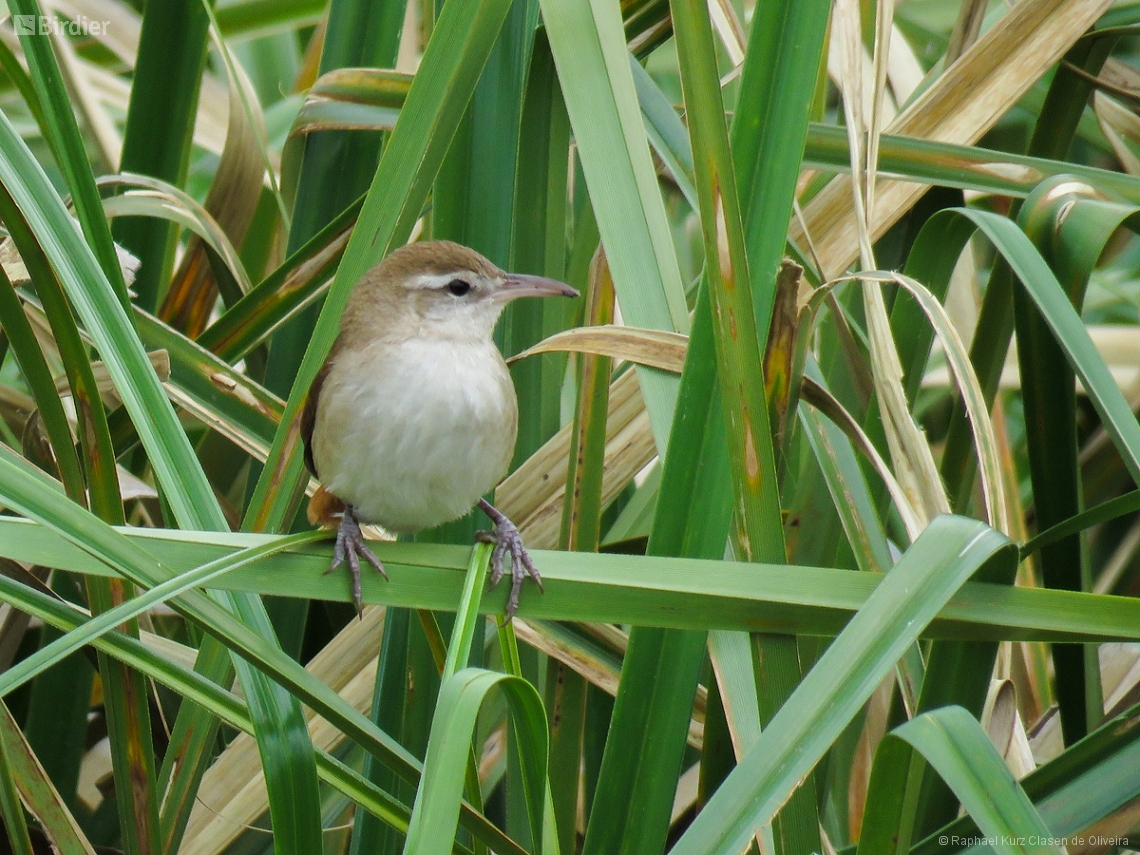 Limnornis curvirostris