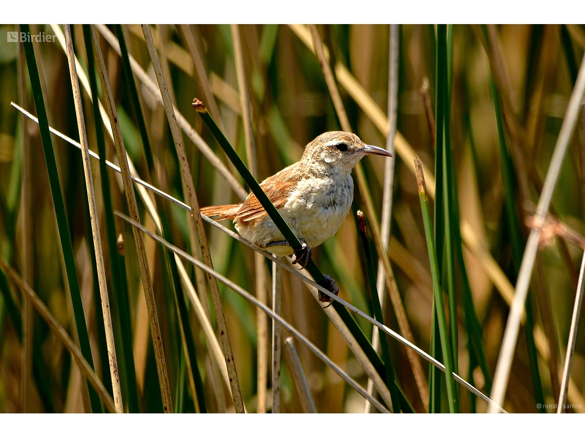 Limnornis curvirostris