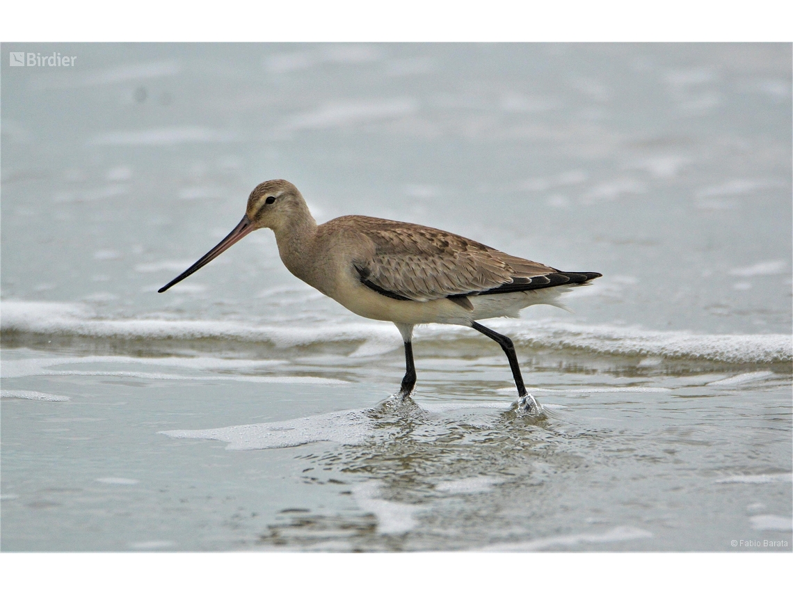 Limosa haemastica