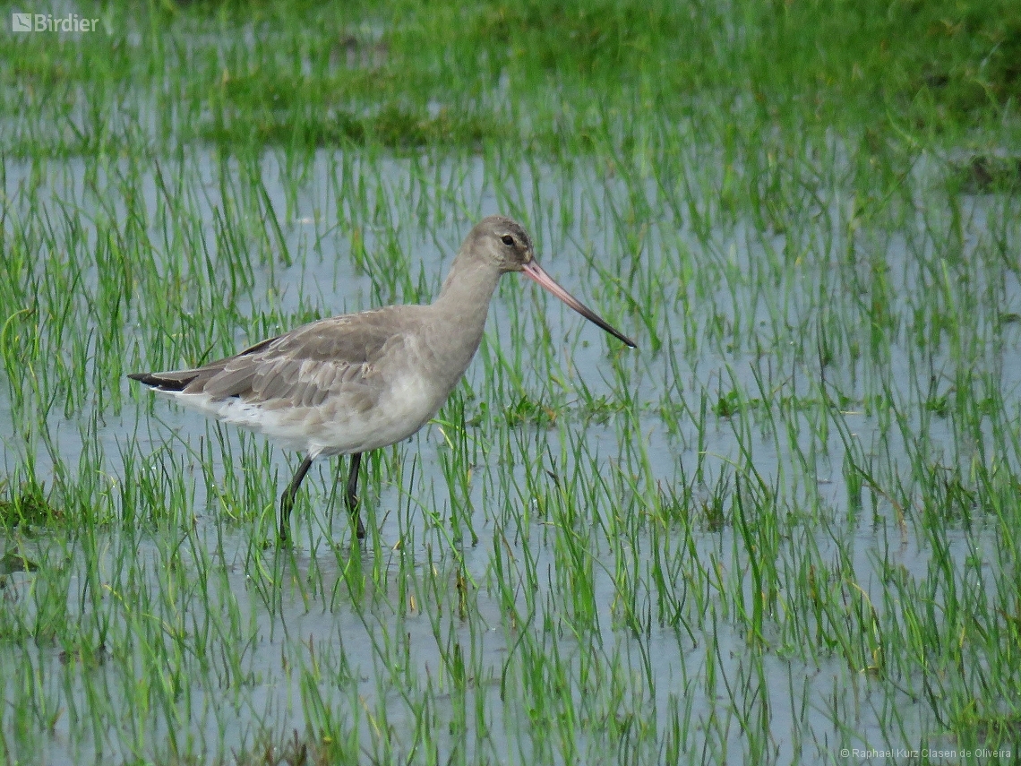 Limosa haemastica