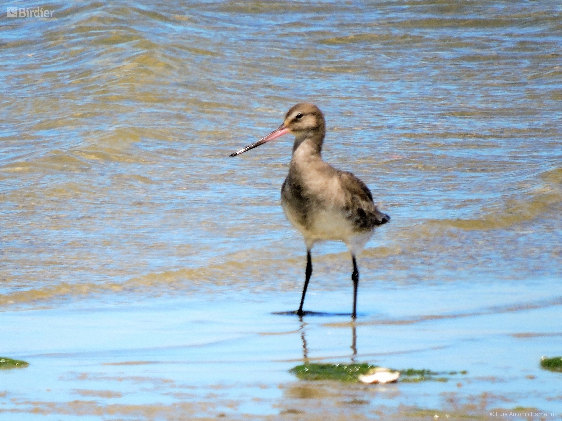 Limosa haemastica