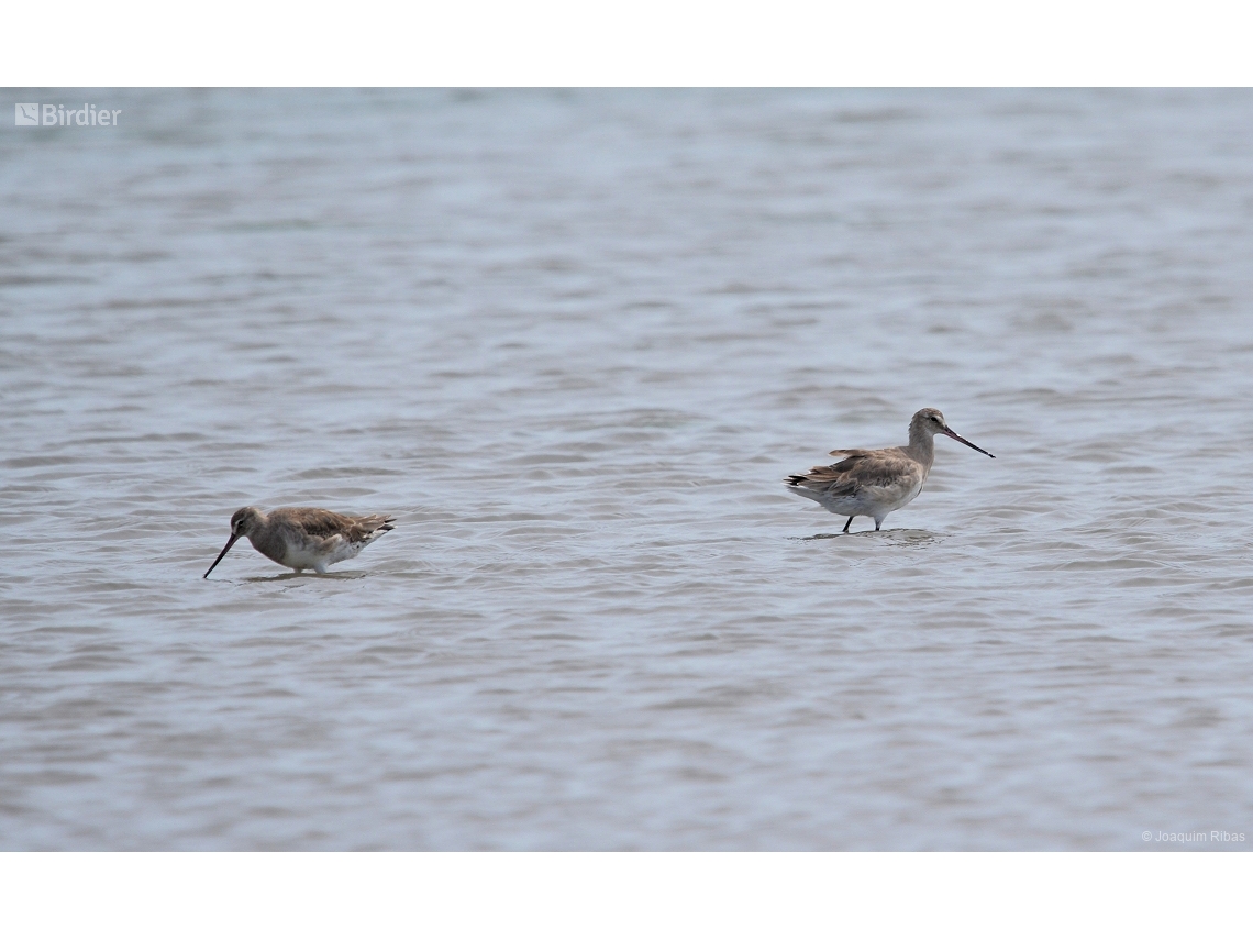 Limosa haemastica